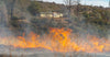 Forest burning