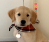 contributor icon